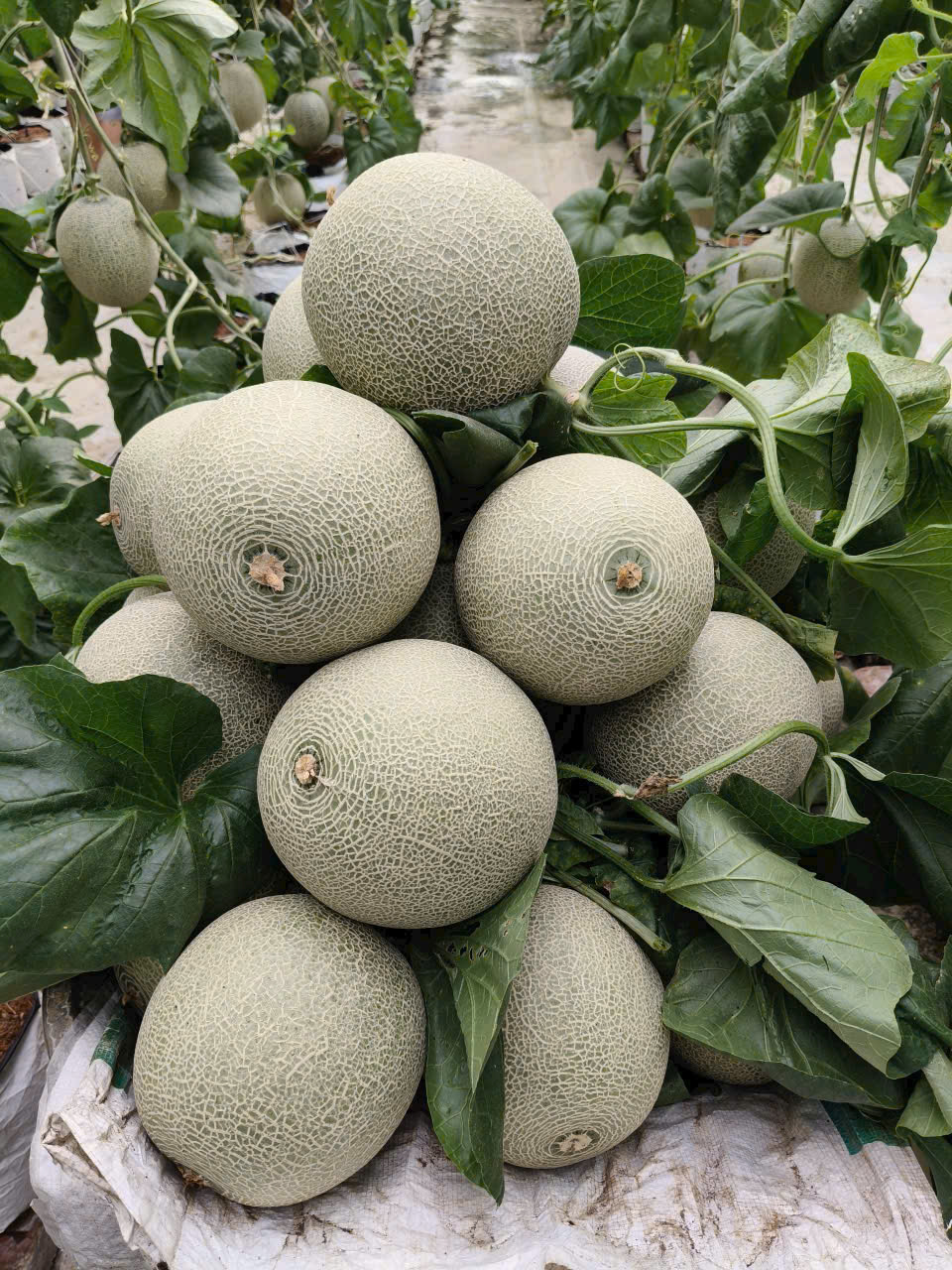 Trái ngọt bên dòng sông Cầu: Câu chuyện làm giàu từ nông nghiệp thông minh ở Xuân Cẩm- Ảnh 7.