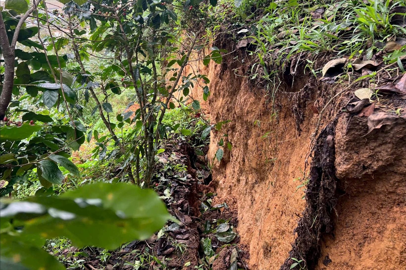 Lâm Đồng: Phát hiện vết nứt 300m trên đồi Ba Lá Xanh, di dời khẩn cấp hàng chục hộ dân- Ảnh 1.