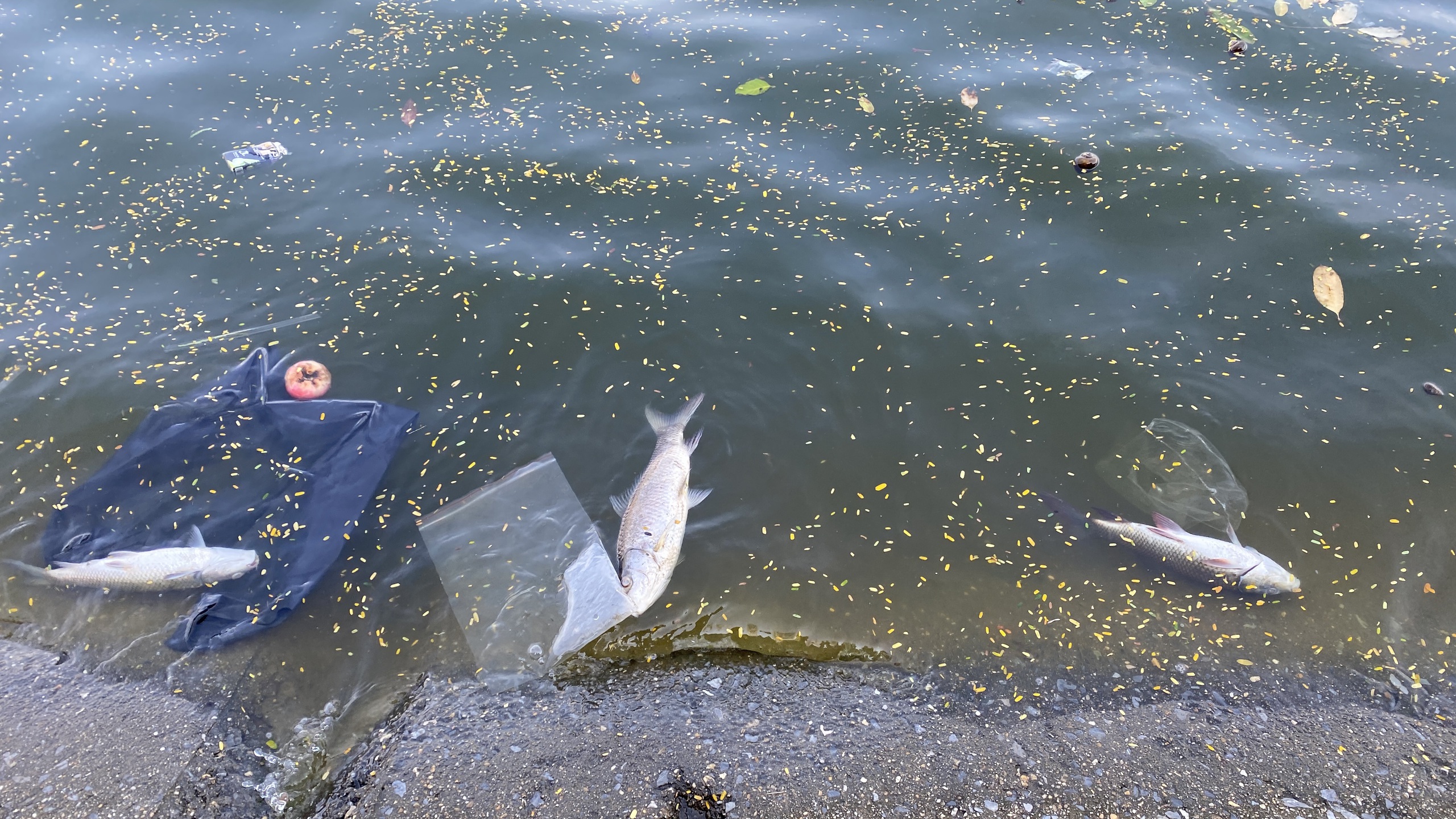 Hồ Linh Đàm ngập ngụa rác, công nhân căng mình dọn dẹp- Ảnh 16. Hồ Linh Đàm ngập ngụa rác, công nhân căng mình dọn dẹp- Ảnh 16.