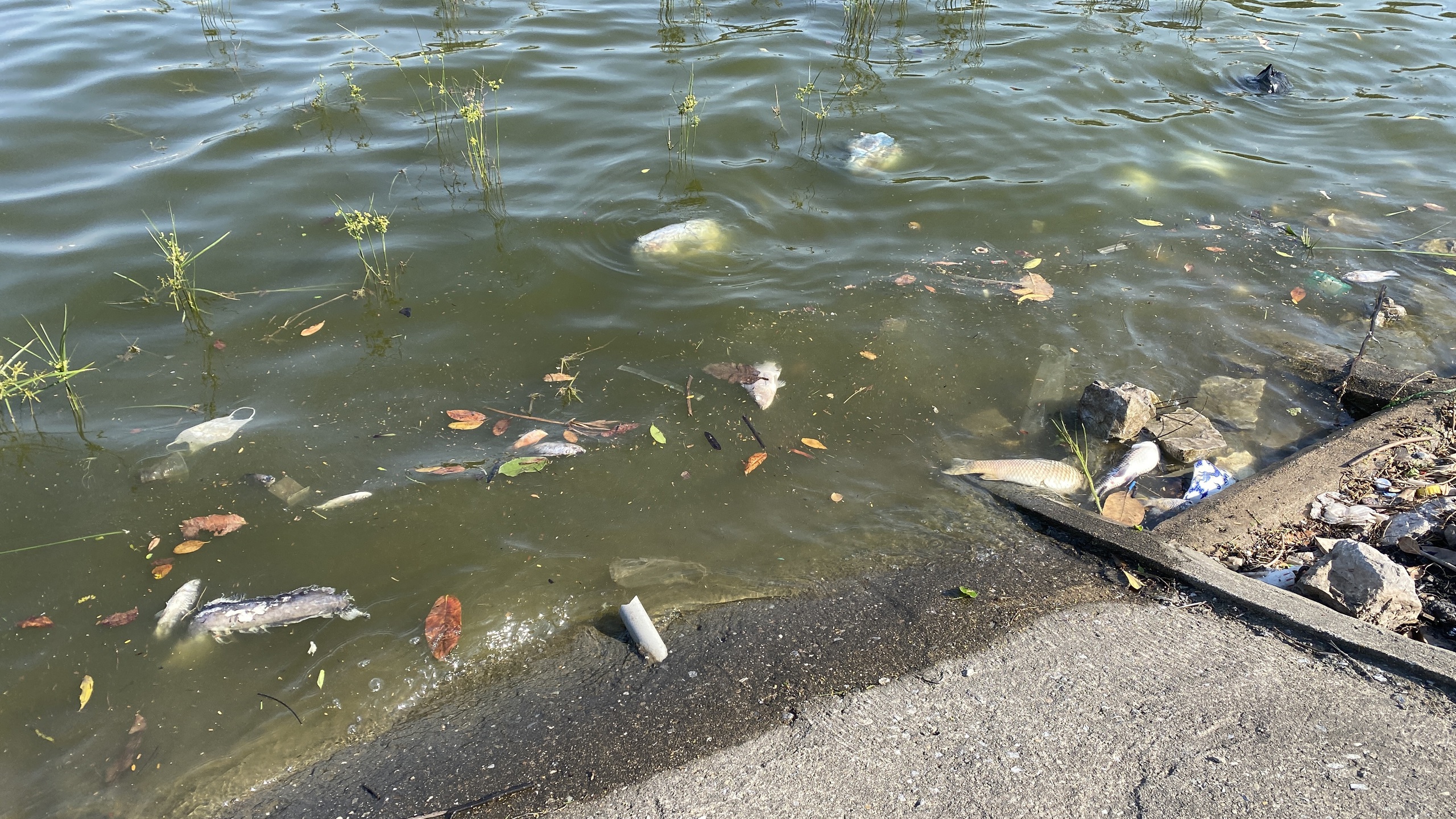 Hồ Linh Đàm ngập ngụa rác, công nhân căng mình dọn dẹp- Ảnh 15. Hồ Linh Đàm ngập ngụa rác, công nhân căng mình dọn dẹp- Ảnh 15.