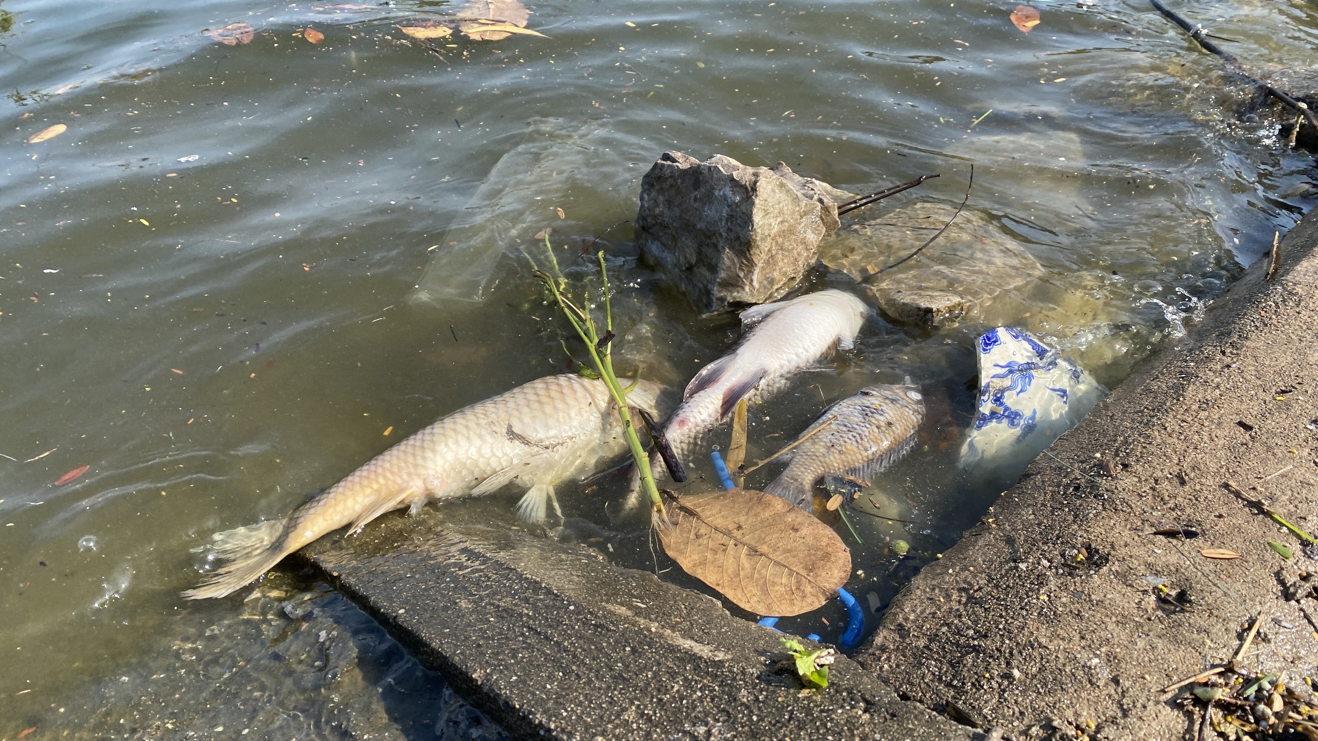 Hồ Linh Đàm ngập ngụa rác, công nhân căng mình dọn dẹp- Ảnh 14. Hồ Linh Đàm ngập ngụa rác, công nhân căng mình dọn dẹp- Ảnh 14.