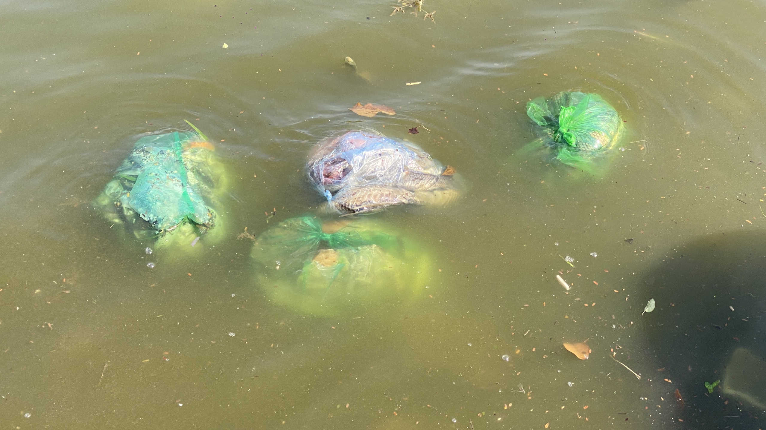 Hồ Linh Đàm ngập ngụa rác, công nhân căng mình dọn dẹp- Ảnh 17. Hồ Linh Đàm ngập ngụa rác, công nhân căng mình dọn dẹp- Ảnh 17.