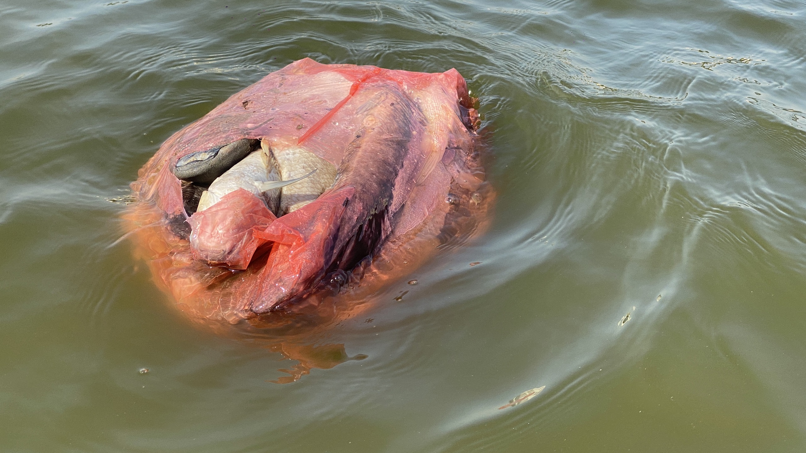 Hồ Linh Đàm ngập ngụa rác, công nhân căng mình dọn dẹp- Ảnh 18. Hồ Linh Đàm ngập ngụa rác, công nhân căng mình dọn dẹp- Ảnh 18.