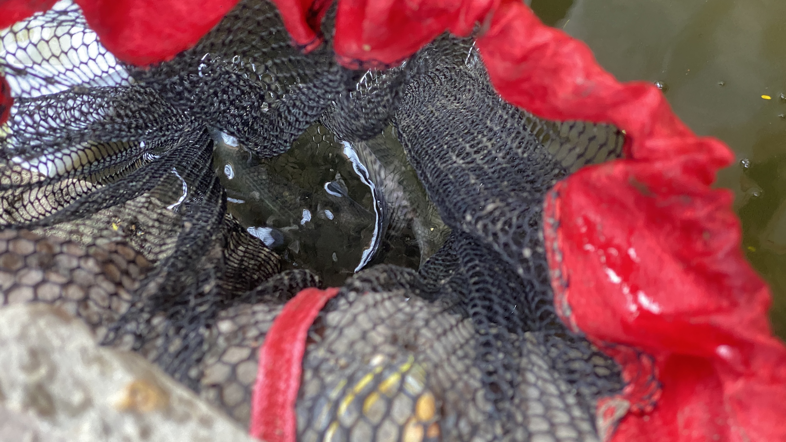 Hồ Linh Đàm ngập ngụa rác, công nhân căng mình dọn dẹp- Ảnh 27. Hồ Linh Đàm ngập ngụa rác, công nhân căng mình dọn dẹp- Ảnh 27.