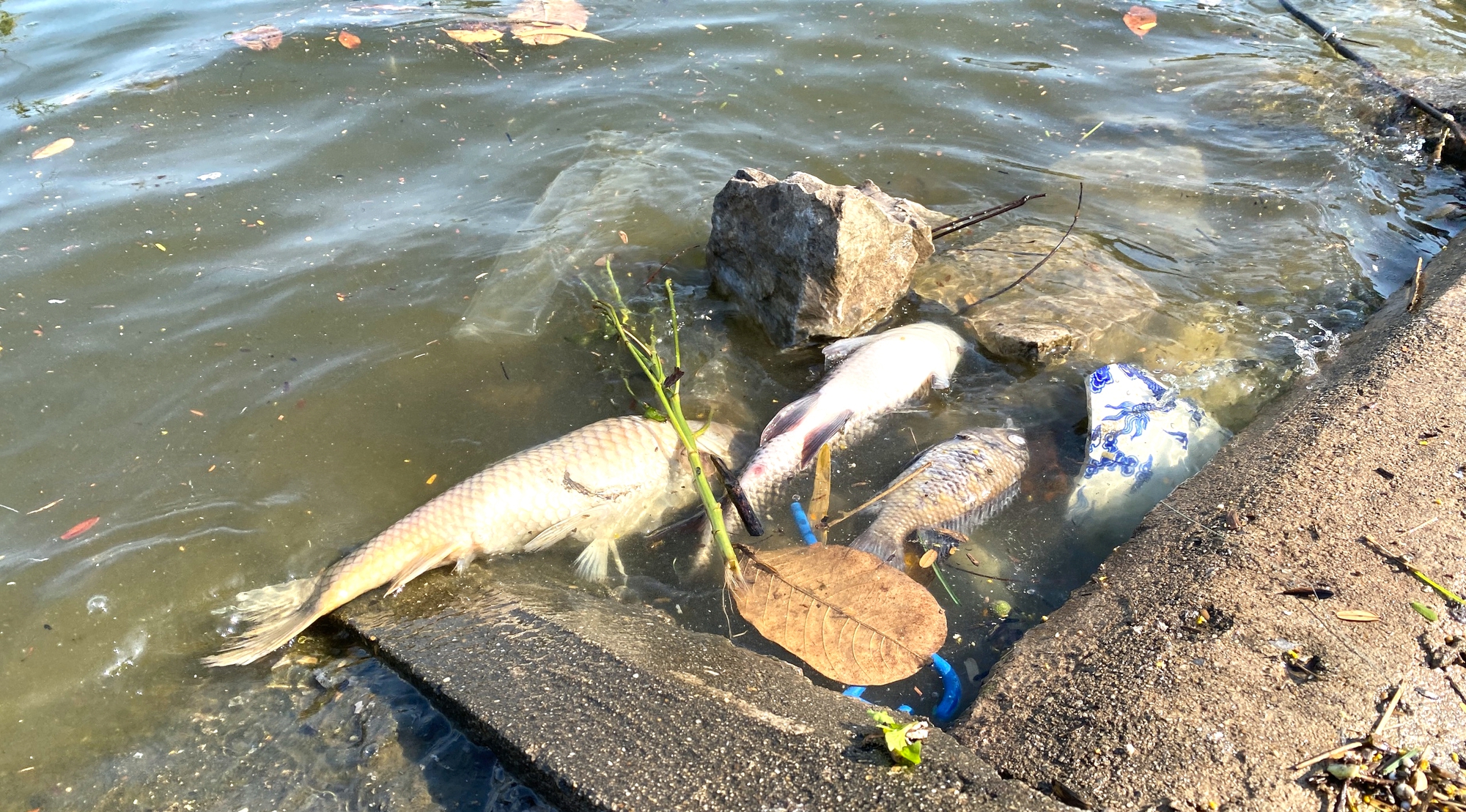 Hà Nội: Chấm dứt cảnh tụ tập câu cá tại hồ Linh Đàm- Ảnh 2.