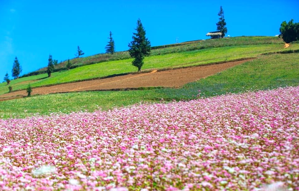 Tuyên Quang phân luồng, đảm bảo an toàn giao thông dịp lễ hội Hoa tam giác mạch- Ảnh 1.
