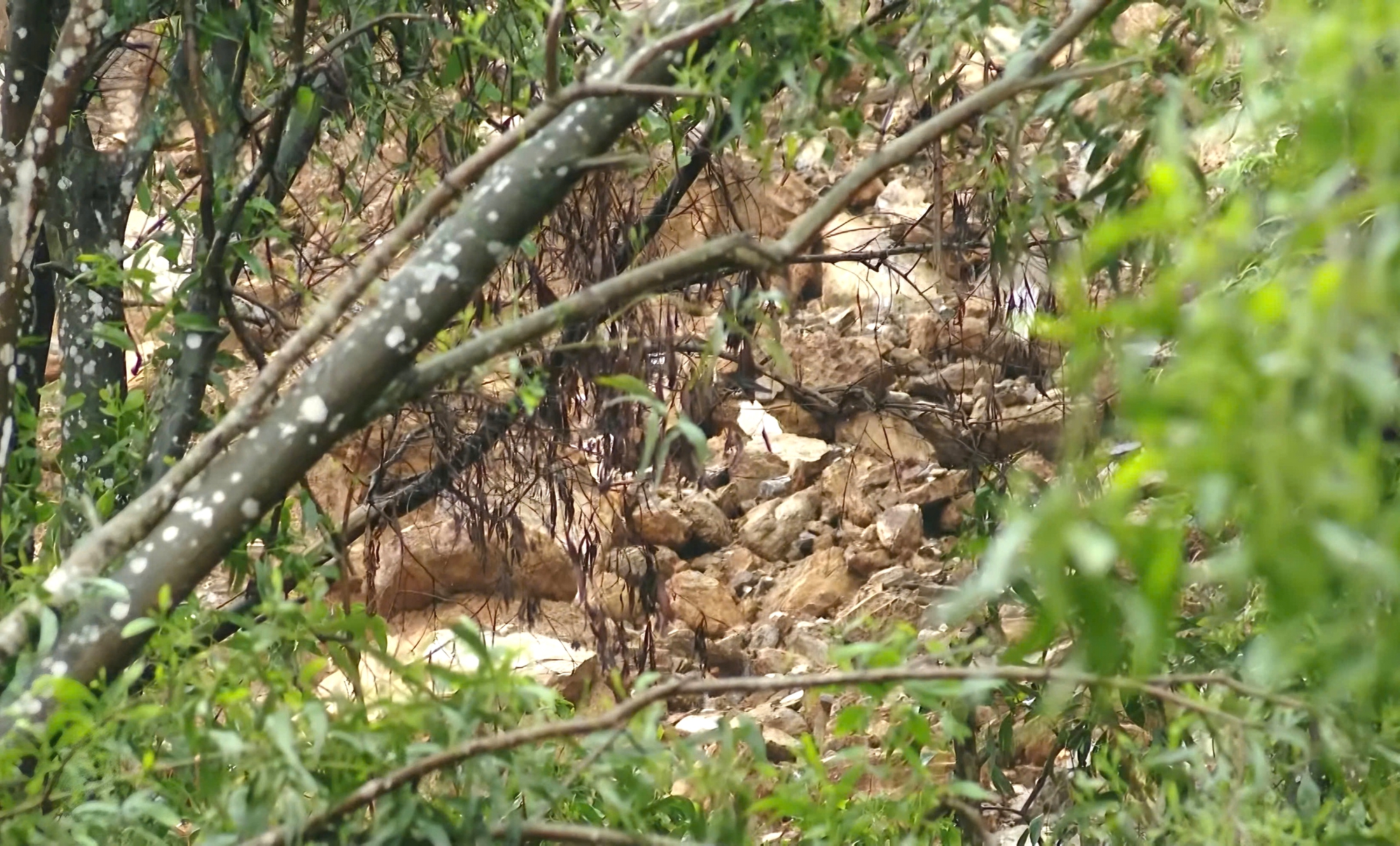 Nghệ An: Cần sớm triển khai giải pháp chống sạt lở tại núi Thành- Ảnh 2. Nghệ An: Cần sớm triển khai giải pháp chống sạt lở tại núi Thành- Ảnh 2.