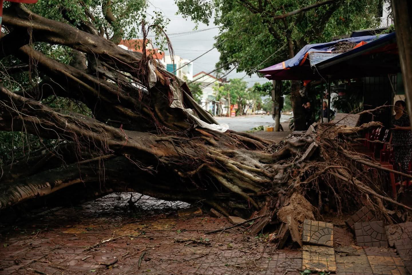 Bộ đội, công an giúp người dân Quảng Ngãi lợp mái nhà, dọn cây đổ, thông đường sau bão- Ảnh 11. Bộ đội, công an giúp người dân Quảng Ngãi lợp mái nhà, dọn cây đổ, thông đường sau bão- Ảnh 11.