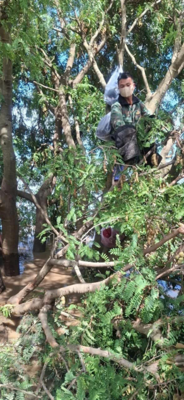 Bão số 13: Gia Lai thiệt hại hơn 5.000 tỷ đồng, 2 người tử vong- Ảnh 5. Bão số 13: Gia Lai thiệt hại hơn 5.000 tỷ đồng, 2 người tử vong- Ảnh 5.