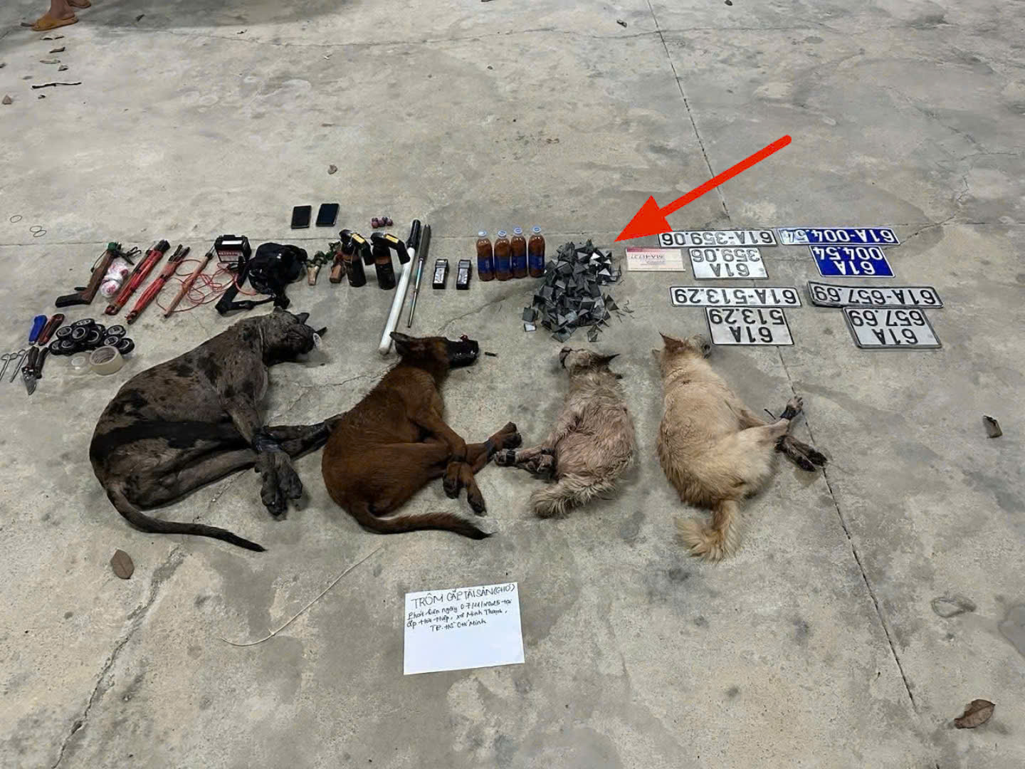 Bị truy đuổi, nhóm đối tượng trộm chó bỏ lại ô tô cùng tang vật bên đường- Ảnh 2. Bị truy đuổi, nhóm đối tượng trộm chó bỏ lại ô tô cùng tang vật bên đường- Ảnh 2.