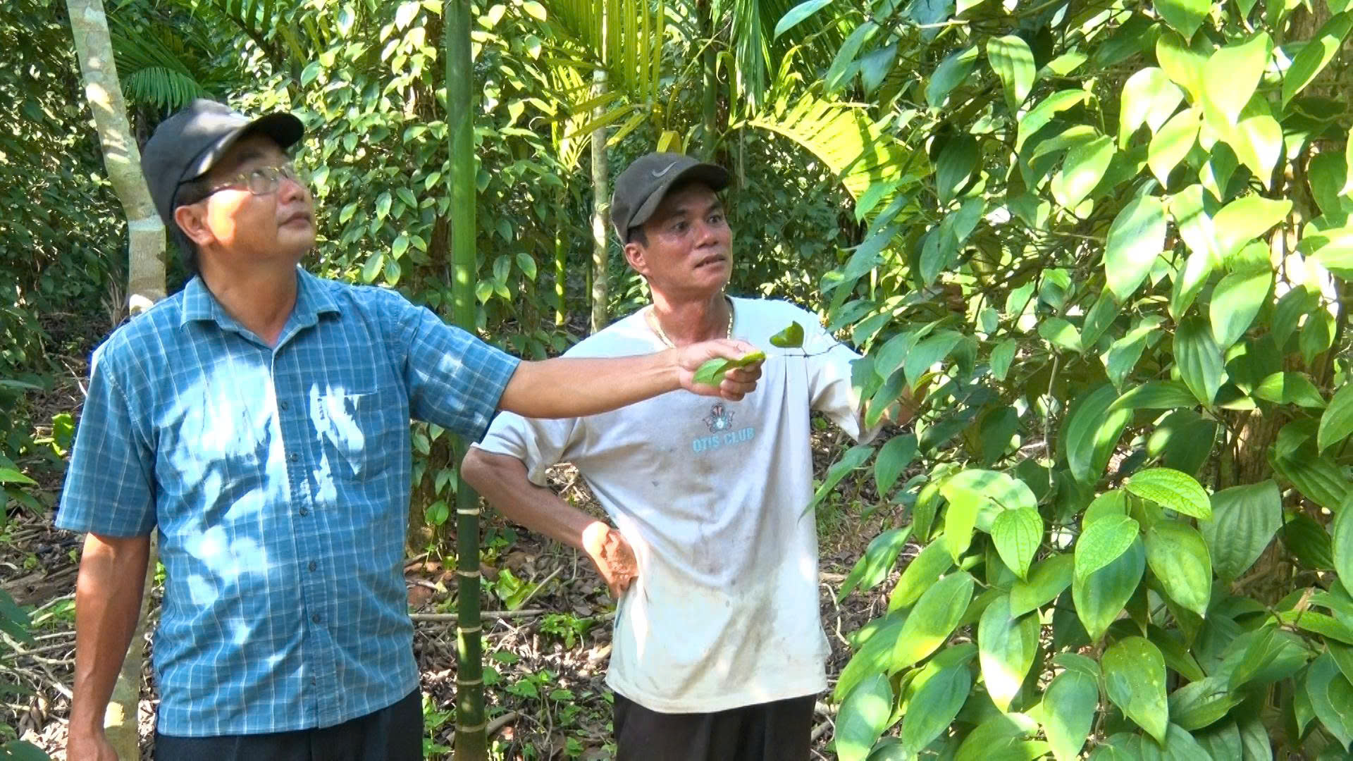 Điểm sáng trong phong trào xây dựng nông thôn mới tại Đà Nẵng- Ảnh 2. Điểm sáng trong phong trào xây dựng nông thôn mới tại Đà Nẵng- Ảnh 2.