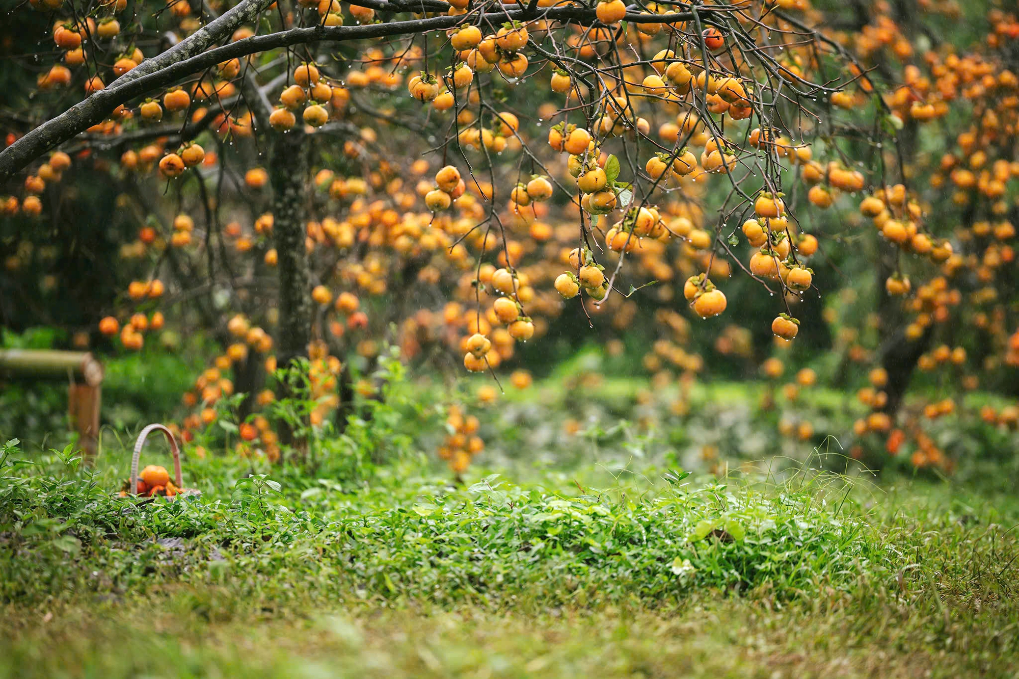 Du khách "săn" ảnh đẹp ở vườn hồng trên cao nguyên Mộc Châu- Ảnh 3.