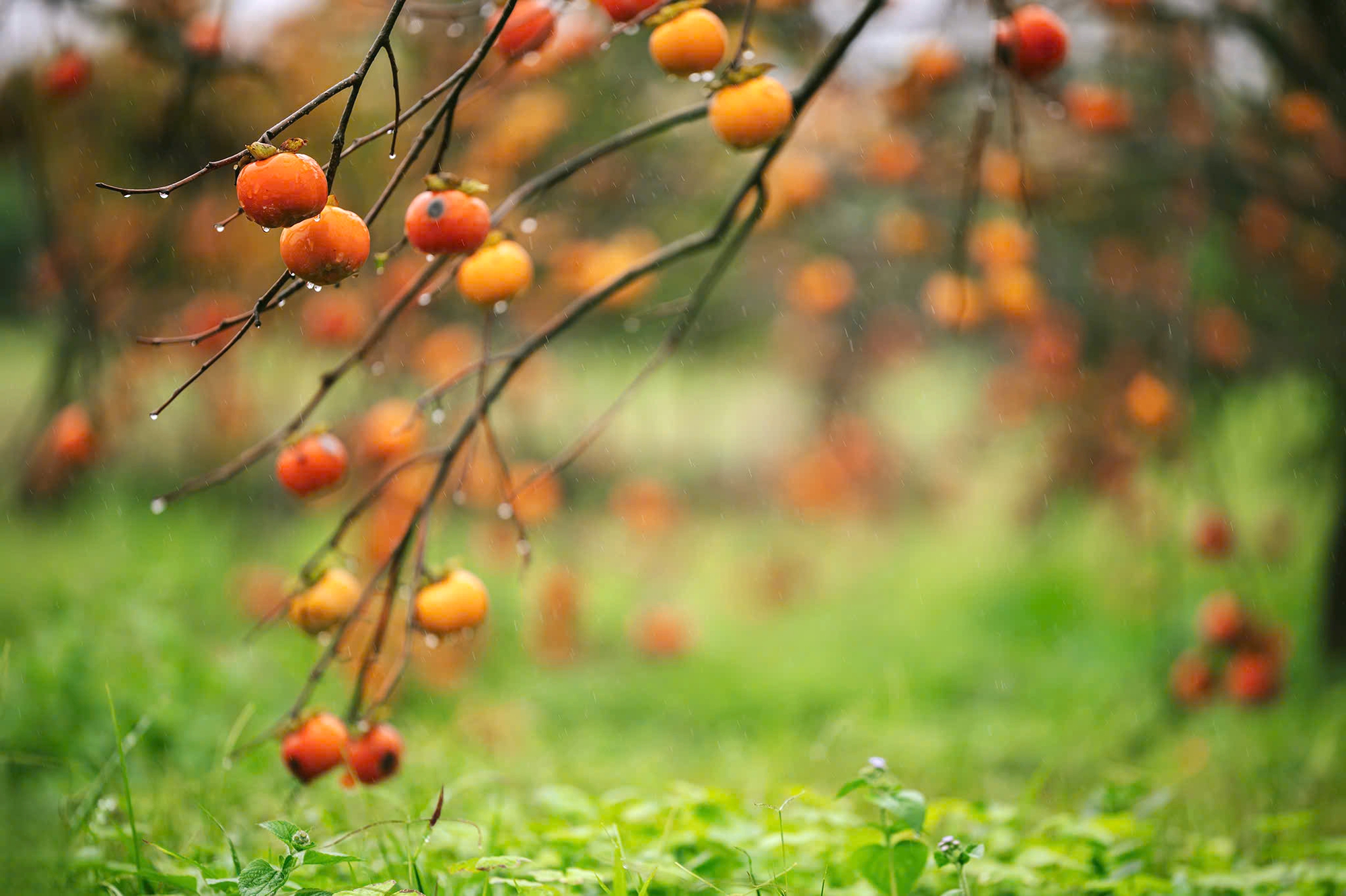 Du khách "săn" ảnh đẹp ở vườn hồng trên cao nguyên Mộc Châu- Ảnh 12.