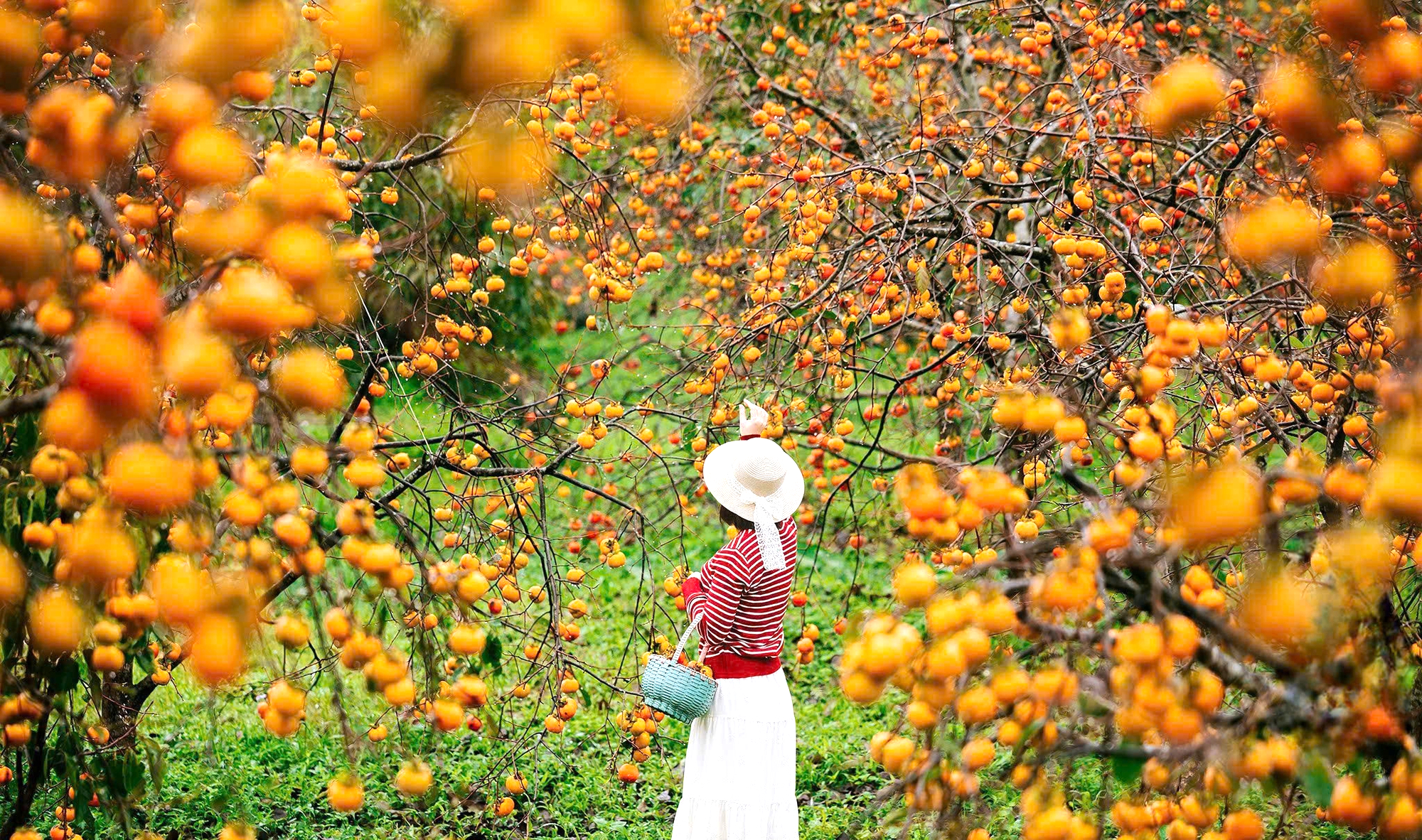 Du khách "săn" ảnh đẹp ở vườn hồng trên cao nguyên Mộc Châu- Ảnh 13.