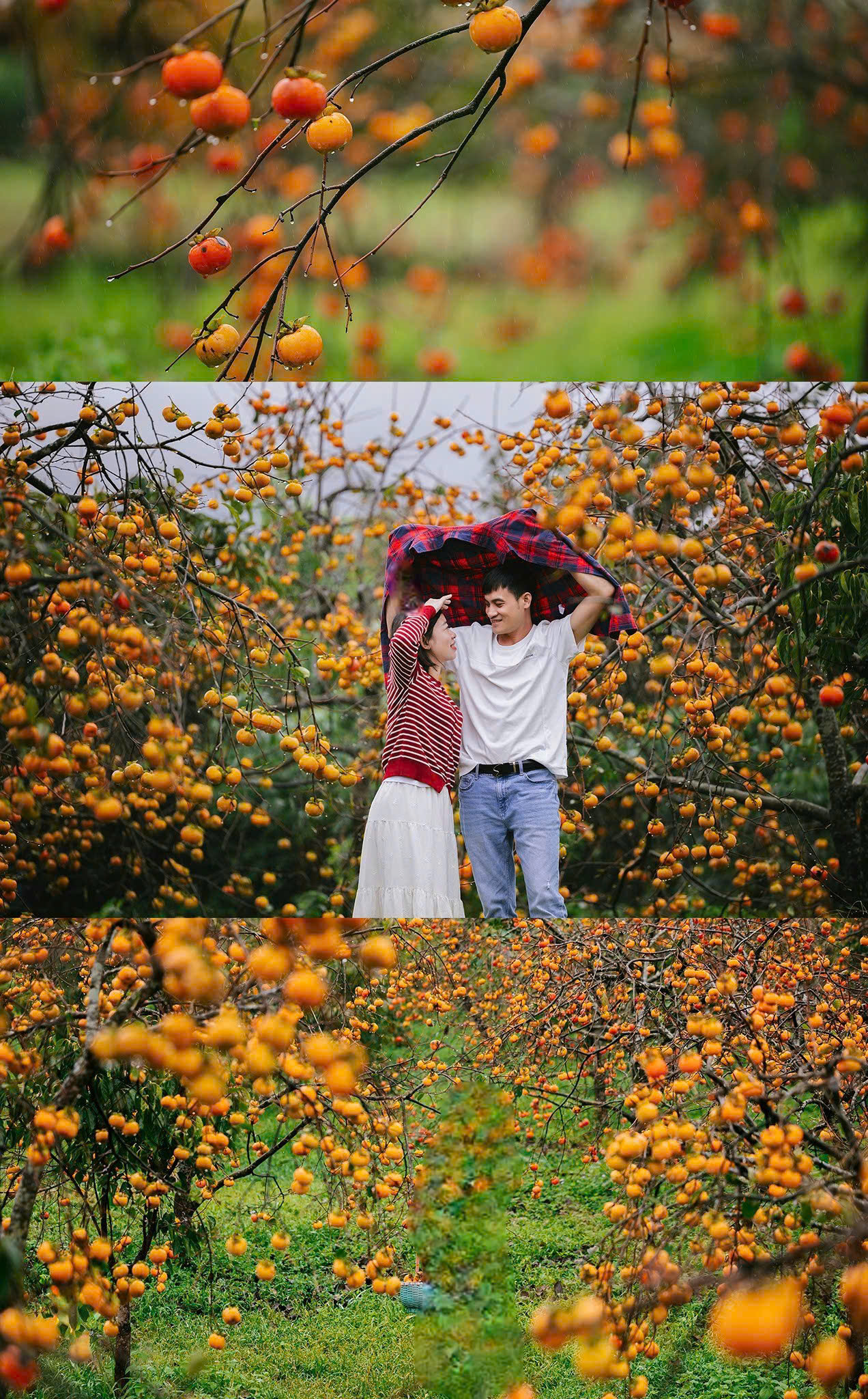 Du khách "săn" ảnh đẹp ở vườn hồng trên cao nguyên Mộc Châu- Ảnh 11.