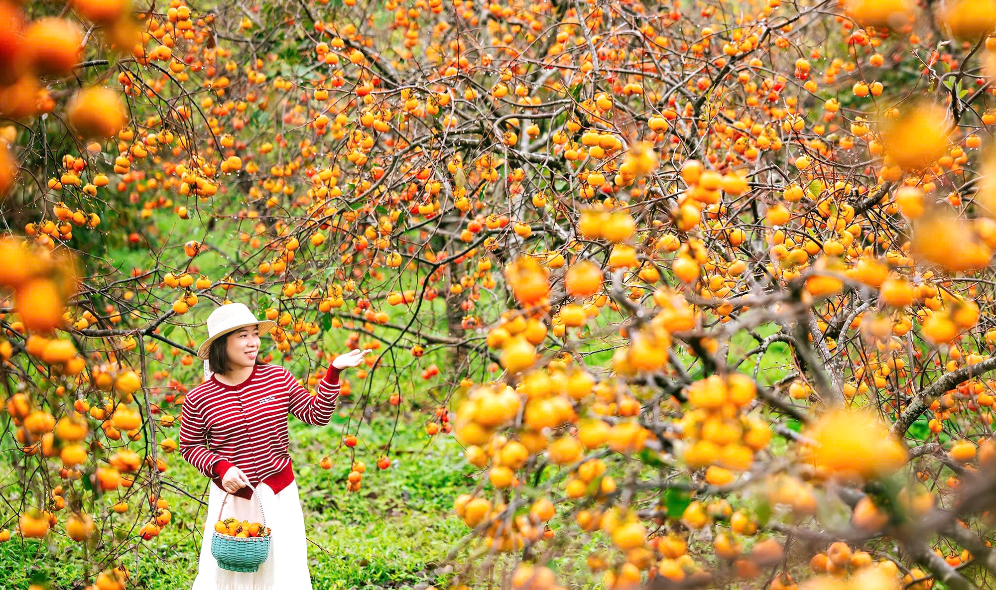 Du khách "săn" ảnh đẹp ở vườn hồng trên cao nguyên Mộc Châu- Ảnh 4.