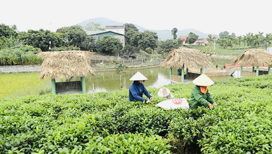Hà Nội: Xã Suối Hai tăng tốc về đích nông thôn mới nâng cao- Ảnh 2.