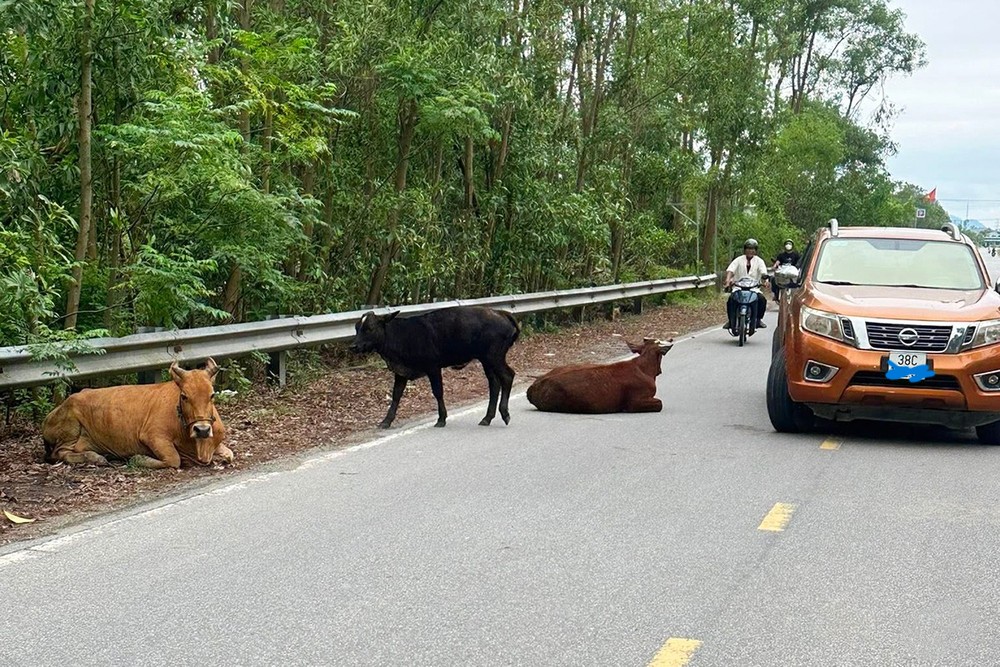 Hà Tĩnh: Giảm sâu tình trạng trâu bò thả rông trên đường- Ảnh 1. Hà Tĩnh: Giảm sâu tình trạng trâu bò thả rông trên đường- Ảnh 1.