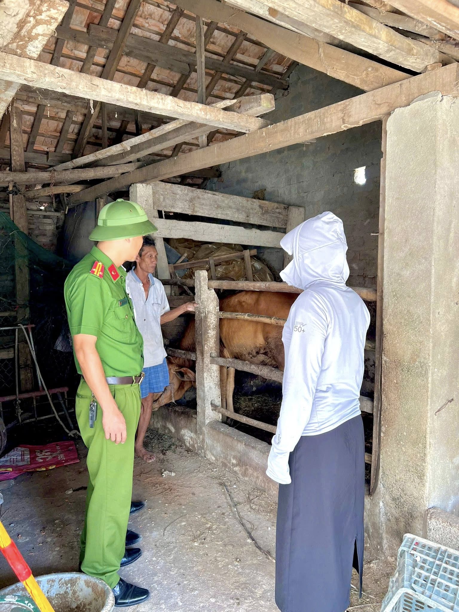 Hà Tĩnh: Giảm sâu tình trạng trâu bò thả rông trên đường- Ảnh 2. Hà Tĩnh: Giảm sâu tình trạng trâu bò thả rông trên đường- Ảnh 2.