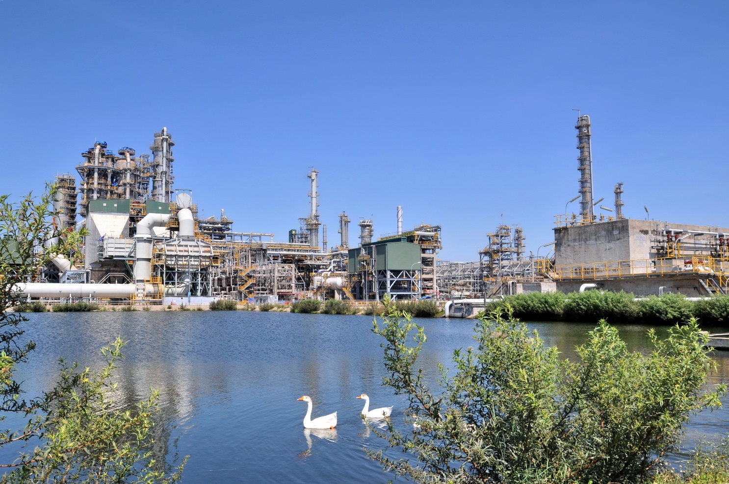 BSR chủ động vượt “bão” năm 2026- Ảnh 1. A couple of swans in a lake AI-generated content may be incorrect.