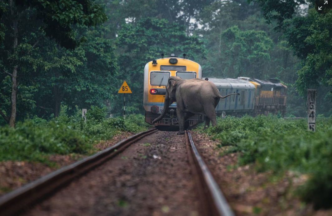 T&agrave;u cao tốc đ&acirc;m phải đ&agrave;n voi 100 con ở đ&ocirc;ng bắc Ấn Độ- Ảnh 1.