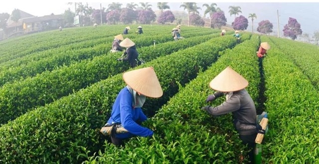 Tích cực tháo gỡ cho gần 500 container chè Việt Nam bị ách tắc tại Pakistan- Ảnh 1. xkchevn2024