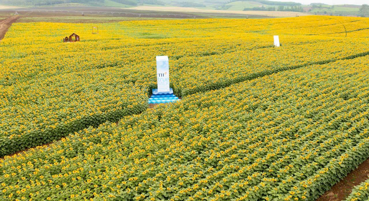 Từ c&aacute;nh đồng hướng dương đến kh&aacute;t vọng phụng sự v&igrave; tầm v&oacute;c Việt của TH true MILK- Ảnh 1.