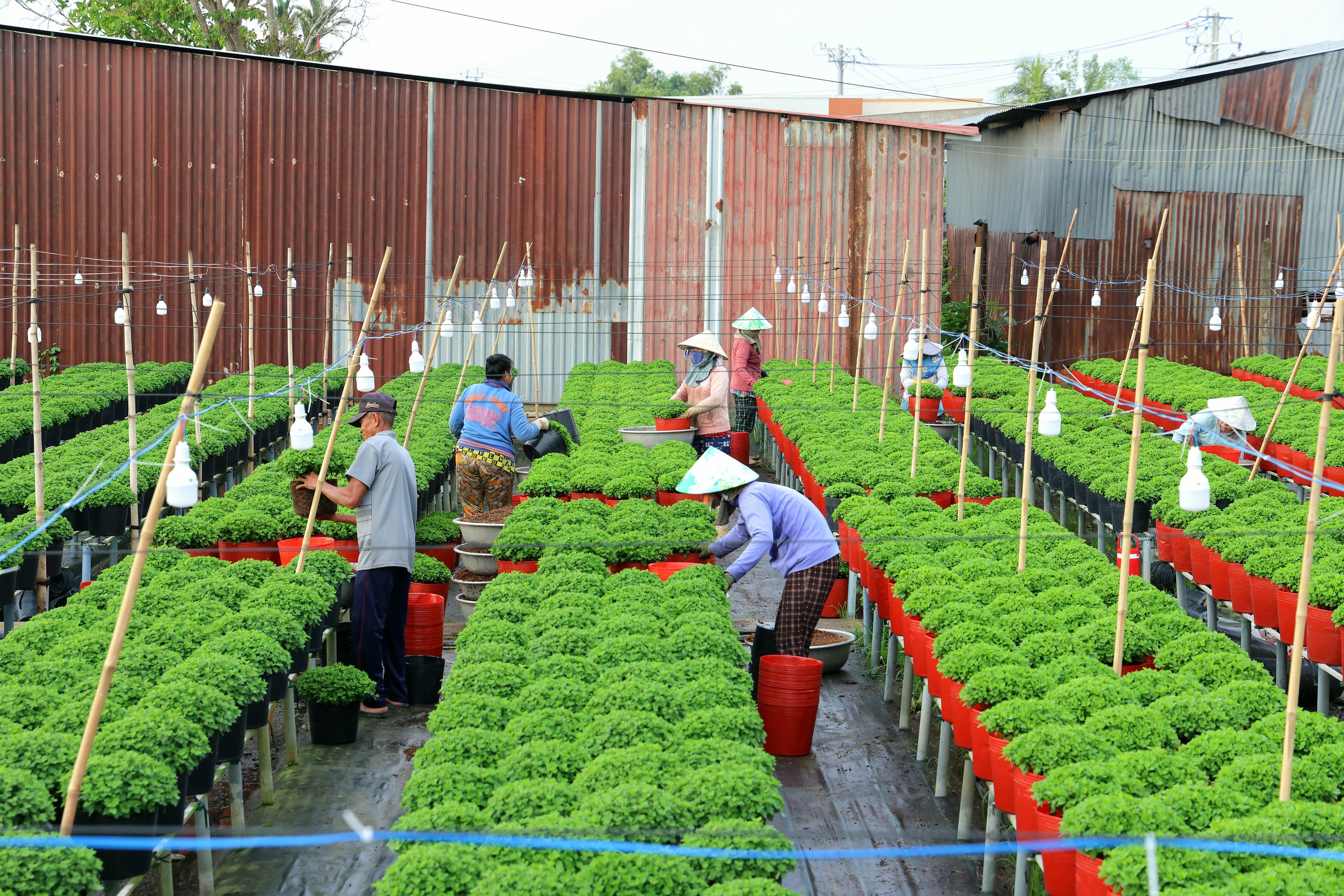 Festival Hoa kiểng Sa Đ&eacute;c: N&acirc;ng tầm chuỗi gi&aacute; trị nghề trồng hoa Đồng Th&aacute;p- Ảnh 4.