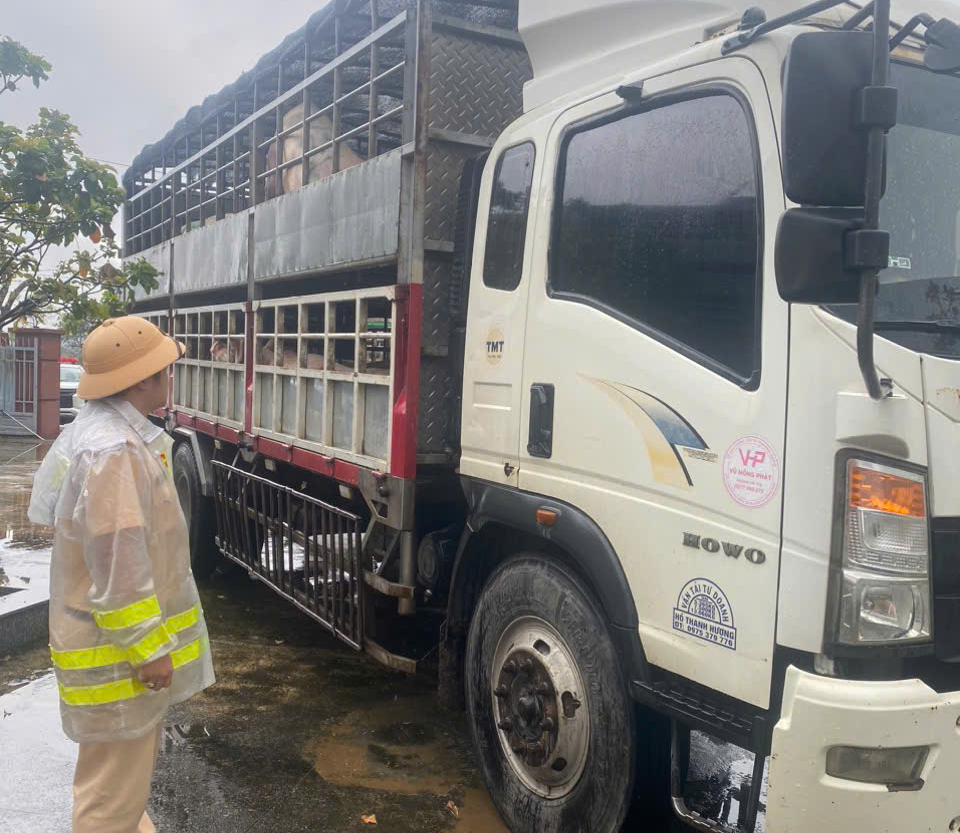 Cảnh sát giao thông Gia Lai kịp thời phát hiện hai xe chở lợn nghi nhiễm dịch đi tiêu thụ- Ảnh 1.