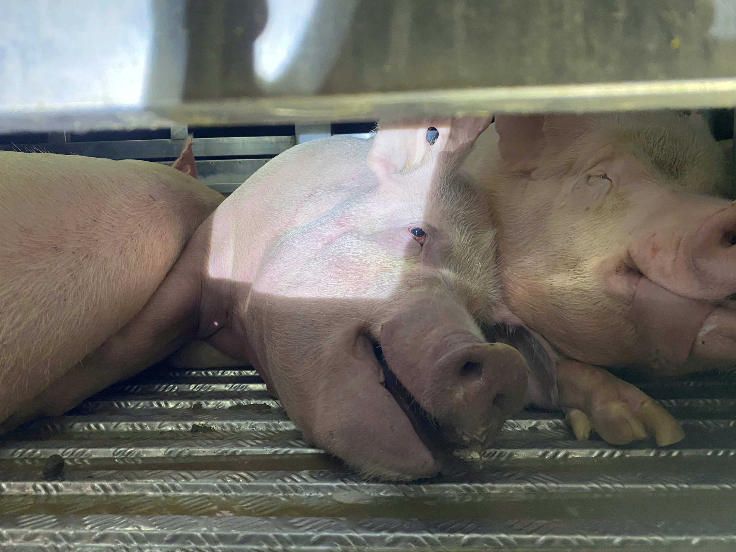 Cảnh sát giao thông Gia Lai kịp thời phát hiện hai xe chở lợn nghi nhiễm dịch đi tiêu thụ- Ảnh 2.