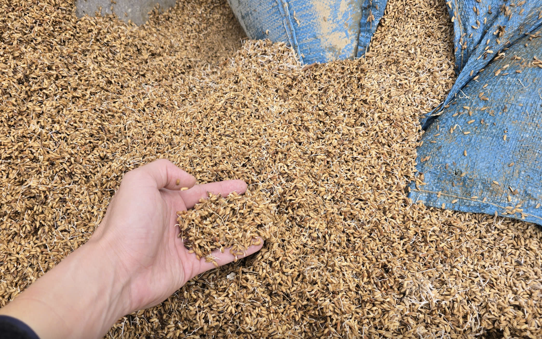 Bài cuối: Bảo hiểm nông nghiệp bị bỏ rơi?- Ảnh 3. Bài cuối: Bảo hiểm nông nghiệp bị bỏ rơi?- Ảnh 3.