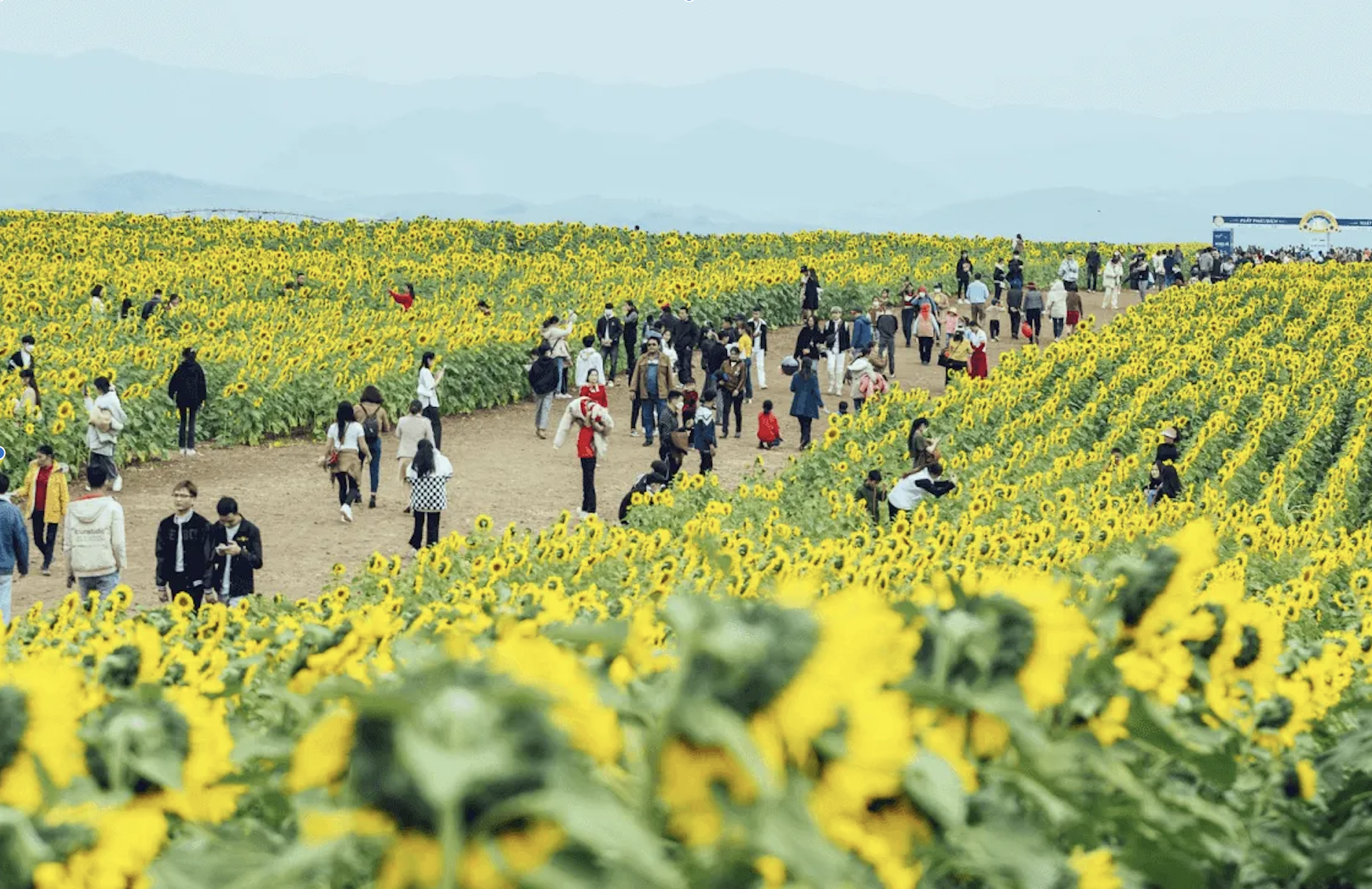 Cánh đồng hoa hướng dương đẹp nhất Nghệ An dự kiến đón khách trong 7 ngày tới- Ảnh 1. Cánh đồng hoa hướng dương đẹp nhất Nghệ An dự kiến đón khách trong 7 ngày tới- Ảnh 1.