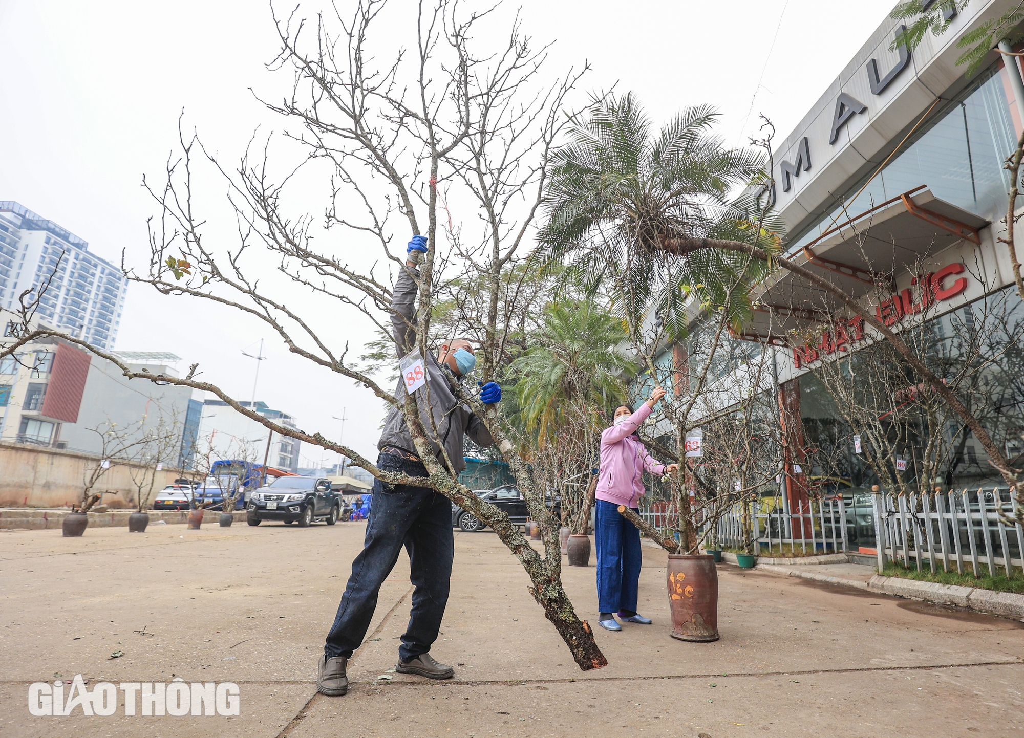 Hoa lê trắng giá bạc triệu chờ khách mua sau Tết- Ảnh 5.