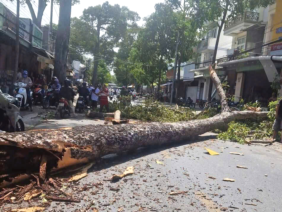 Cây đổ, gió cuốn văng biển quảng cáo giữa đường phố Trà Vinh khiến người dân bị thương- Ảnh 2.