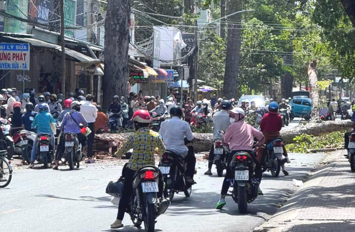 Cây đổ, gió cuốn văng biển quảng cáo giữa đường phố Trà Vinh khiến người dân bị thương- Ảnh 1.