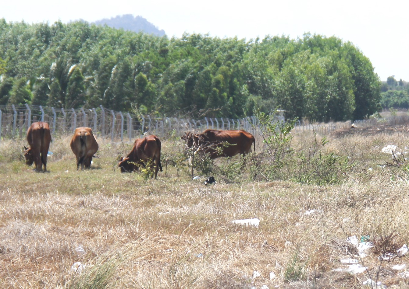 Ngăn chặn chăn thả gia súc trong hành lang cao tốc Vĩnh Hảo - Phan Thiết- Ảnh 1.