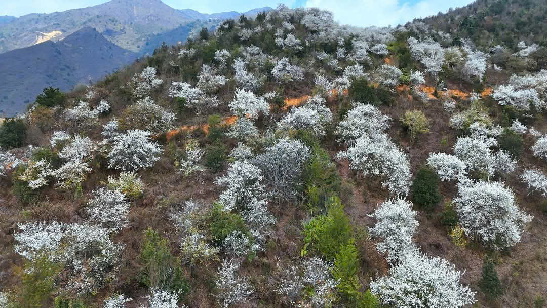 Gehen Sie nach Lung Cung, um zu sehen, wie Weißdornblüten die Berge und Wälder weiß bedecken – Foto 4.