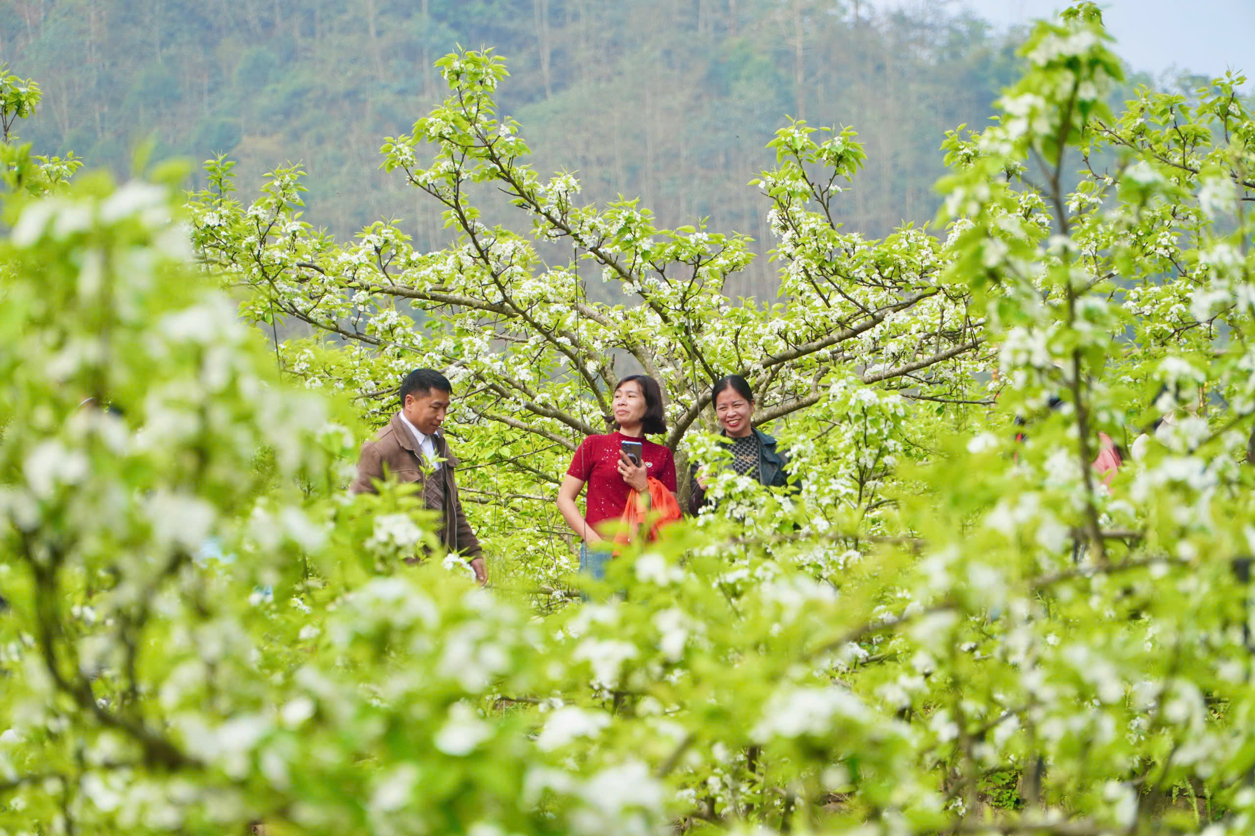 Du khách mê mẩn sắc trắng hoa lê ở huyện miền núi Lào Cai- Ảnh 17.