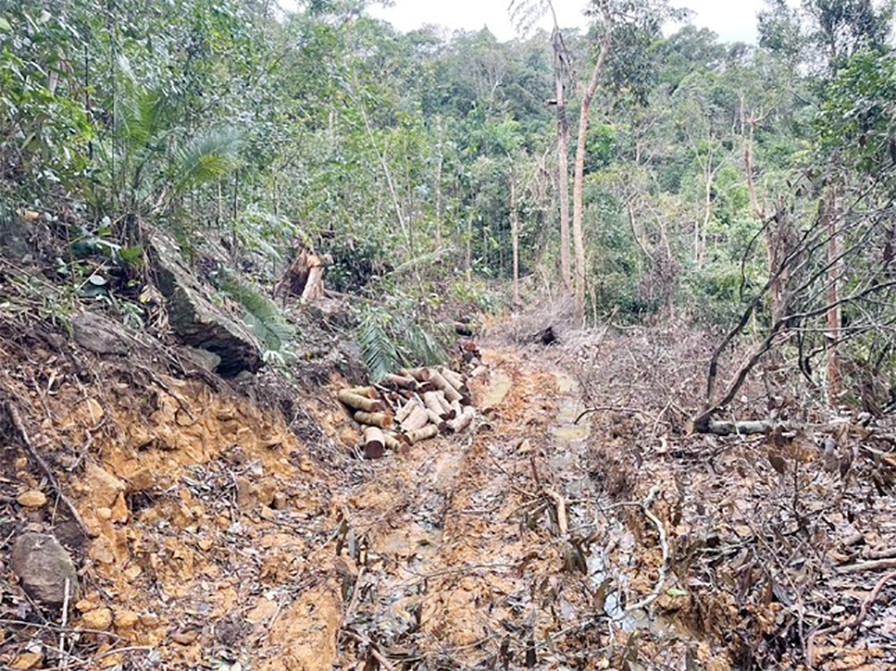 Hủy hoại rừng, người đàn ông bị phạt hơn 7 năm tù- Ảnh 2. Hủy hoại rừng, người đàn ông bị phạt hơn 7 năm tù- Ảnh 2.