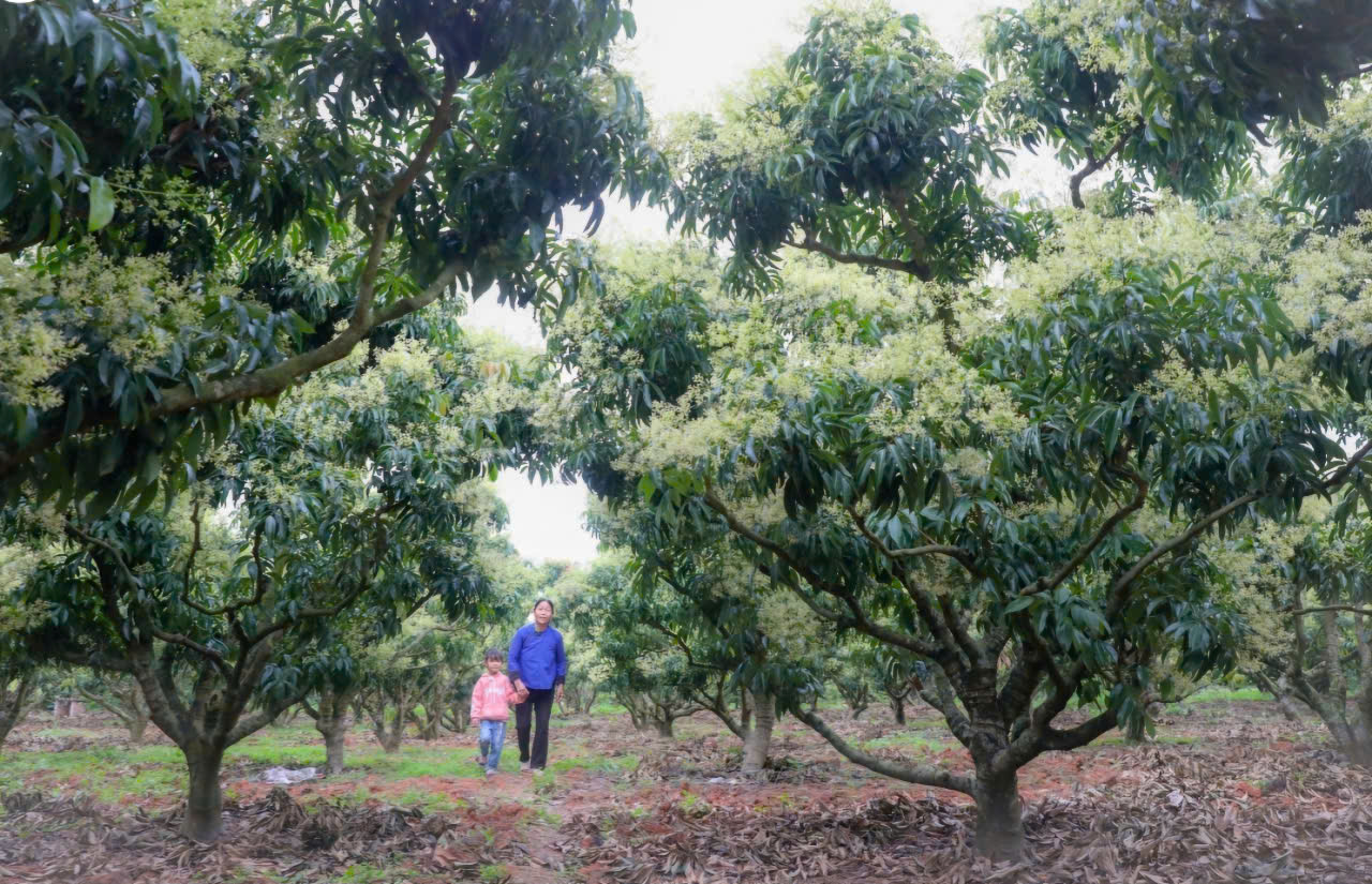 Hoa vải nở trắng đồi, doanh nghiệp tìm đến Bắc Giang ký hợp đồng tiêu thụ- Ảnh 1.