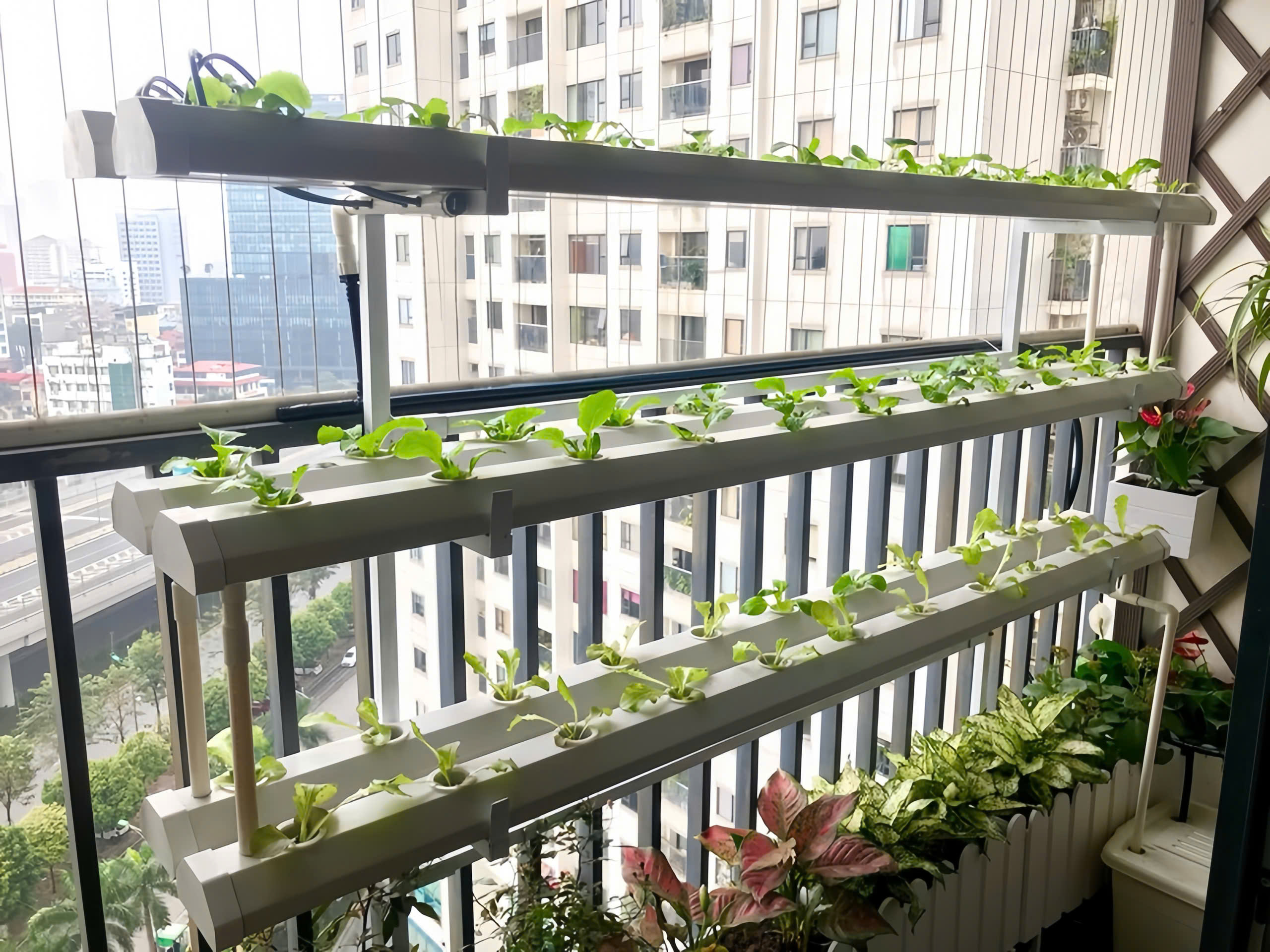 Mát mắt những "nông trại mini" trong lòng phố- Ảnh 3. Mát mắt những "nông trại mini" trong lòng phố- Ảnh 3.