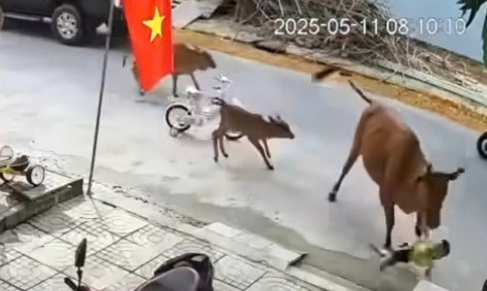 Đà Nẵng: Cháu bé bị bò thả rông húc ngã ra đường- Ảnh 1. Đà Nẵng: Cháu bé bị bò thả rông húc ngã ra đường- Ảnh 1.