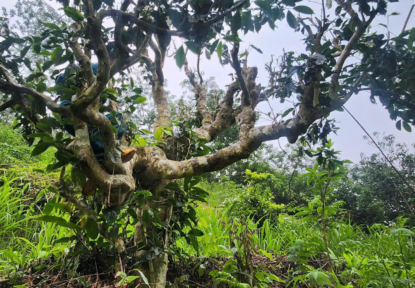 Cuộc sống đổi thay nhờ cây chè trăm tuổi ở Sơn La- Ảnh 12. Cuộc sống đổi thay nhờ cây chè trăm tuổi ở Sơn La- Ảnh 12.