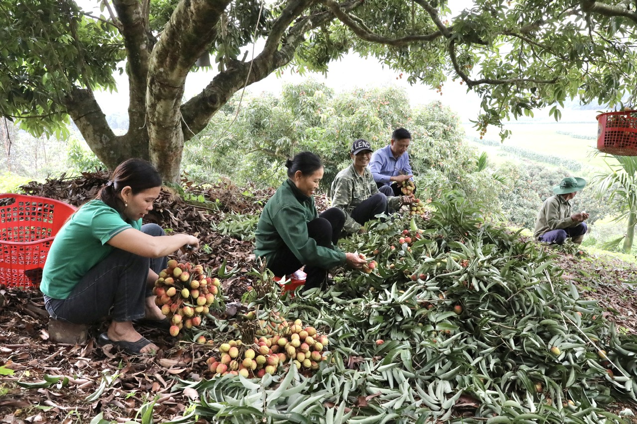 Phú Thọ: Quả đặc sản chín sớm đem lại hiệu quả kinh tế cao- Ảnh 1. Phú Thọ: Quả đặc sản chín sớm đem lại hiệu quả kinh tế cao- Ảnh 1.
