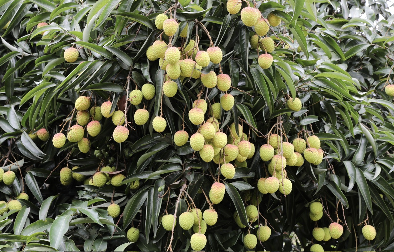 Phú Thọ: Quả đặc sản chín sớm đem lại hiệu quả kinh tế cao- Ảnh 6. Phú Thọ: Quả đặc sản chín sớm đem lại hiệu quả kinh tế cao- Ảnh 6.