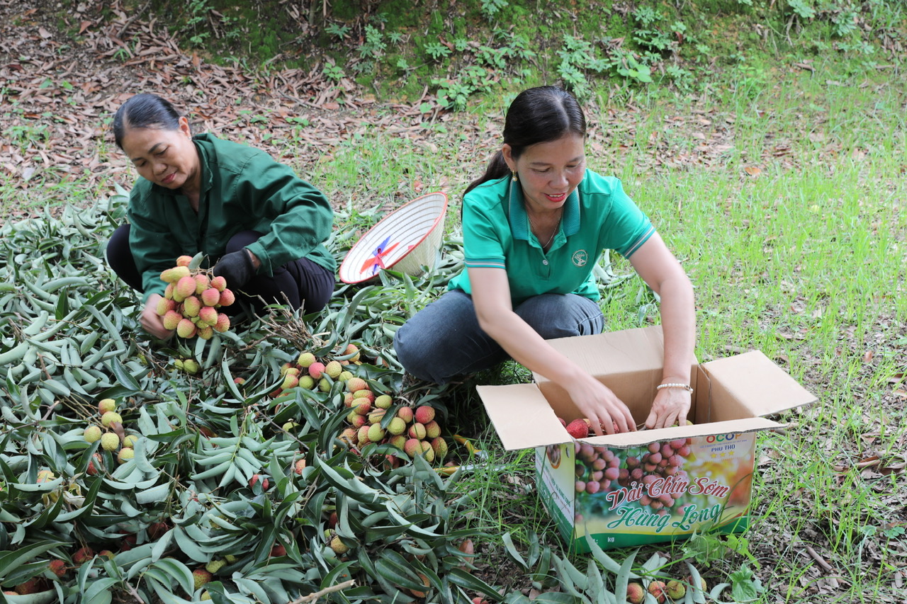 Phú Thọ: Quả đặc sản chín sớm đem lại hiệu quả kinh tế cao- Ảnh 2. Phú Thọ: Quả đặc sản chín sớm đem lại hiệu quả kinh tế cao- Ảnh 2.