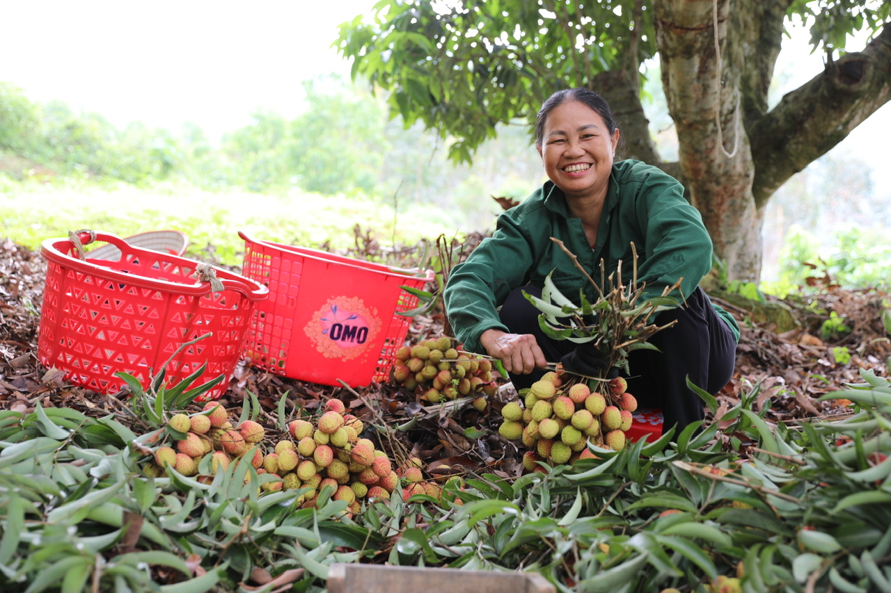 Phú Thọ: Quả đặc sản chín sớm đem lại hiệu quả kinh tế cao- Ảnh 4. Phú Thọ: Quả đặc sản chín sớm đem lại hiệu quả kinh tế cao- Ảnh 4.