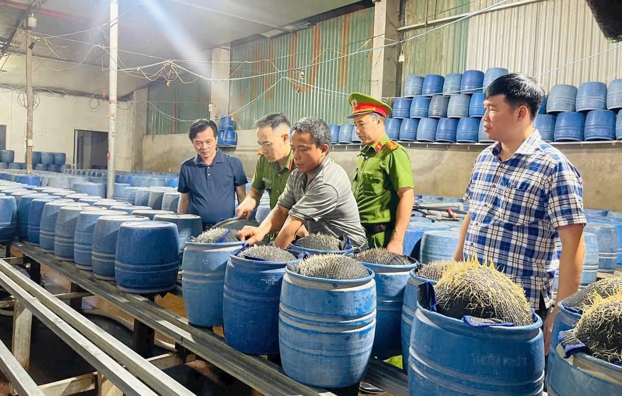 Lào Cai: Hai cơ sở sản xuất hàng trăm tấn giá đỗ "tắm" hóa chất độc hại- Ảnh 1. Lào Cai: Hai cơ sở sản xuất hàng trăm tấn giá đỗ "tắm" hóa chất độc hại- Ảnh 1.