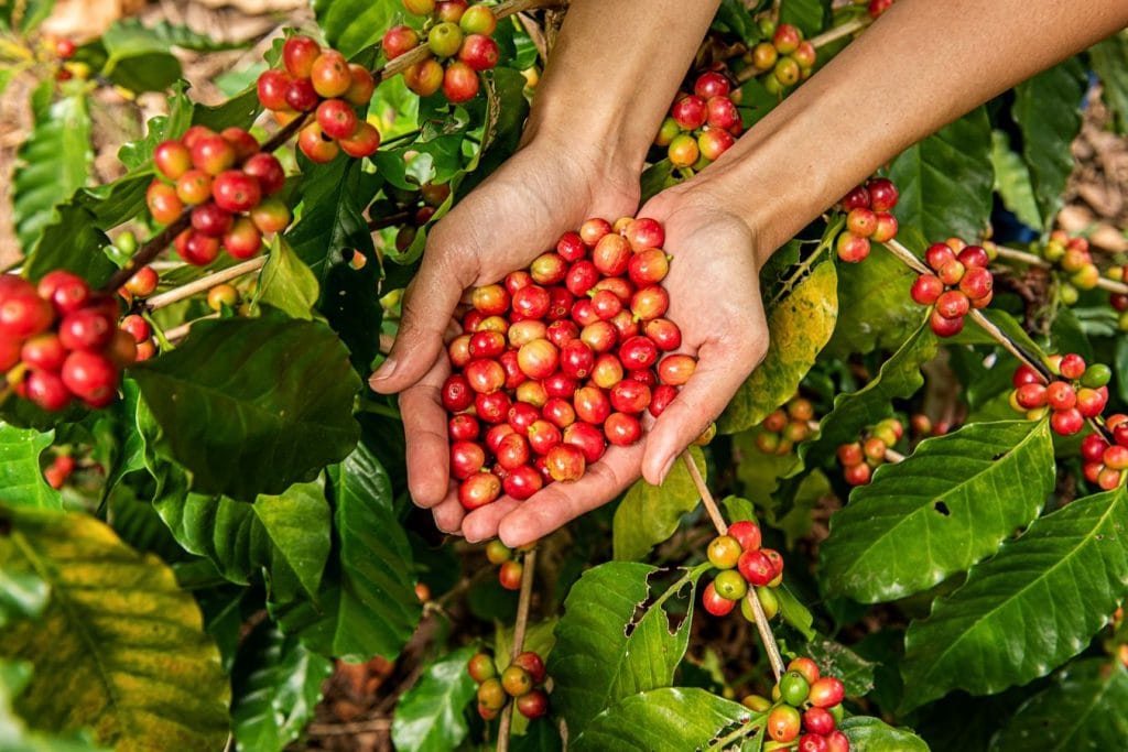 Giao dịch hàng hóa qua Sở: Đòn bẩy nâng cao năng lực quản trị và hội nhập quốc tế- Ảnh 2. Giao dịch hàng hóa qua Sở: Đòn bẩy nâng cao năng lực quản trị và hội nhập quốc tế- Ảnh 2.