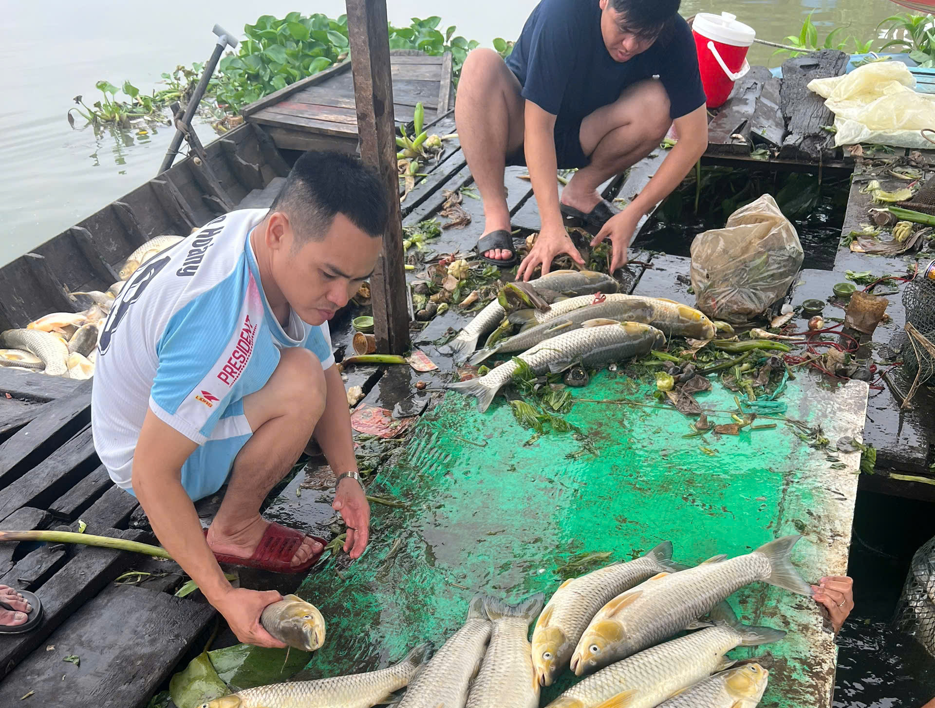 Cá bè chết bất thường trên sông Đồng Nai- Ảnh 1.